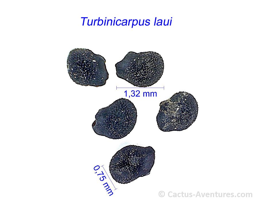 Turbinicarpus laui JL